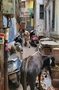 Indien_d  (295).jpg